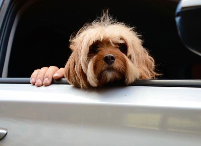 Small dog with shaggy fur appearing to have human hair, resting its head and a hand on a car window captured by street photographer.
