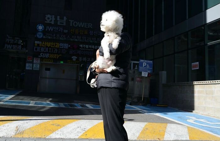 Street photographer captures perfect coincidences as a person holds a fluffy white dog blending into the background.