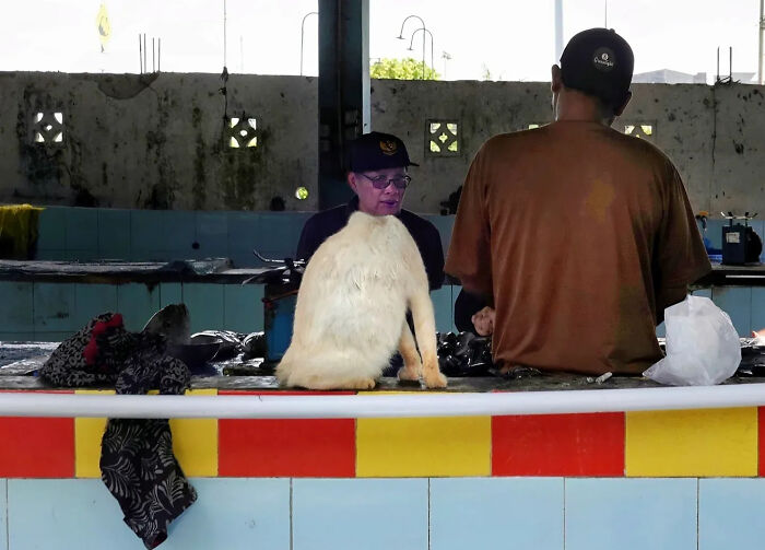 Two men sit at a counter in a market stall with a cat sitting perfectly between them in a perfectly timed street shot.