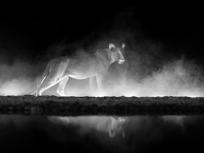Black and white animal photo of a lioness standing near mist, showcasing award-winning wildlife photography impact.