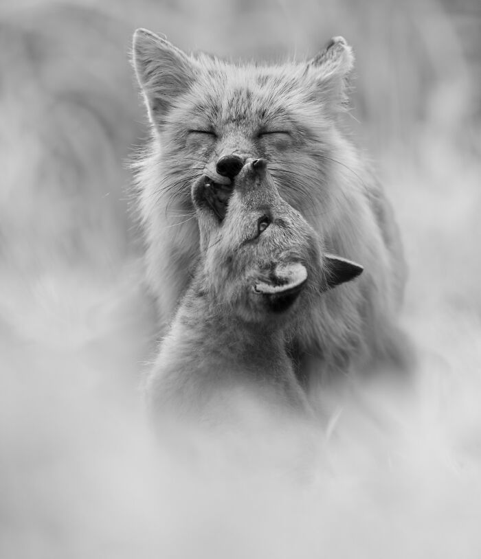 Black and white animal photo of two foxes showing affection in nature, highlighting award-winning wildlife photography impact.