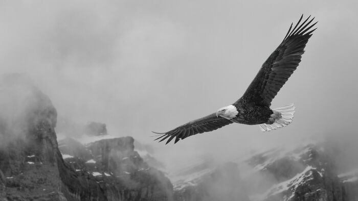 Black and white animal photo of a bald eagle soaring over misty mountains showcasing nature without color impact.