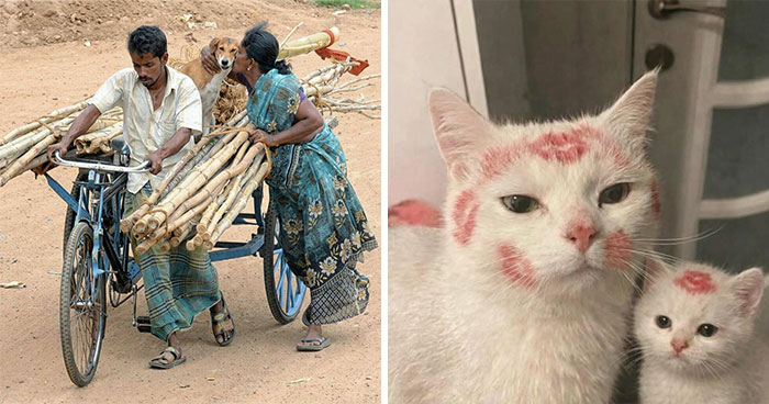 40 Hilarious “Important Animal Images,” As Shared By This Page Dedicated To All Sizes And Species (New Pics)