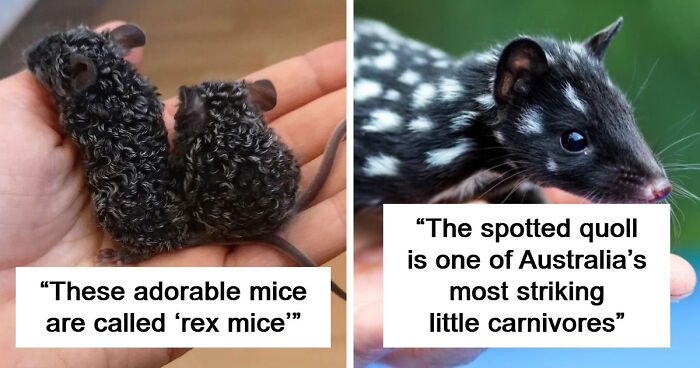 83 Photos Of Cute Animals To Instantly Melt Your Day’s Stress And Anxiety