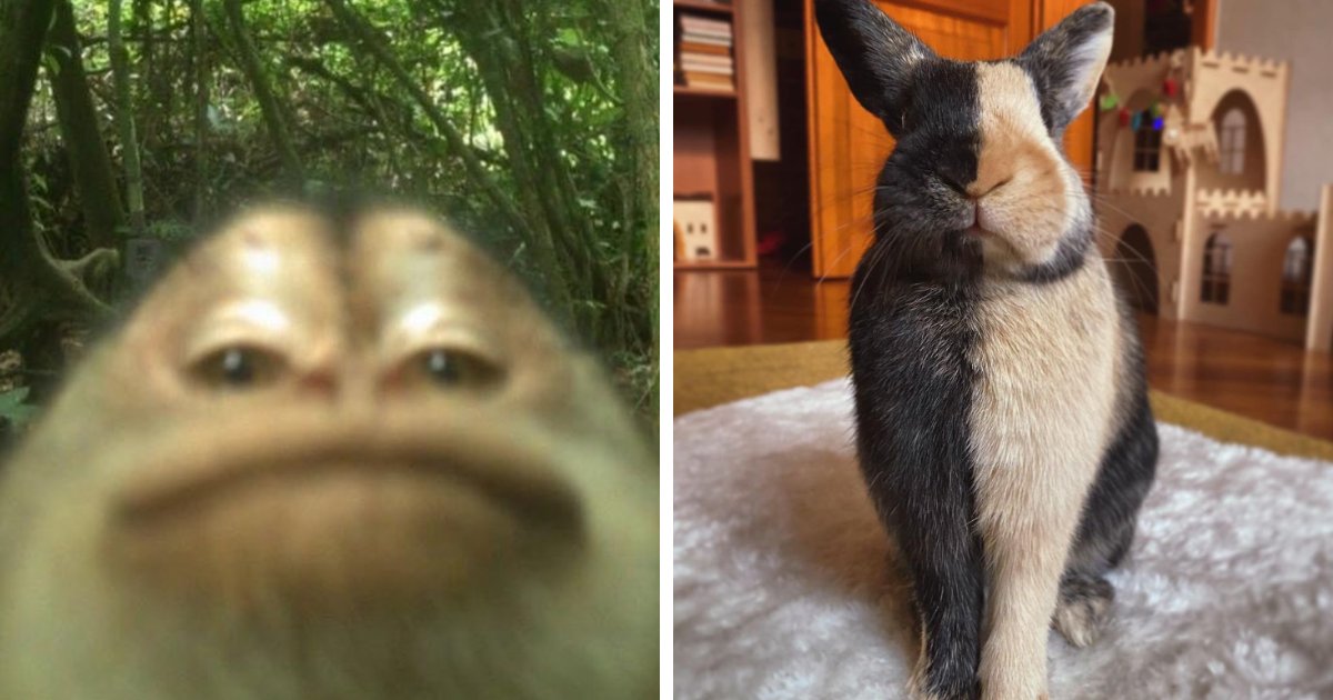 83 Photos Of Cute Animals To Instantly Melt Your Day’s Stress And Anxiety