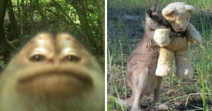 83 Photos Of Cute Animals To Instantly Melt Your Day’s Stress And Anxiety