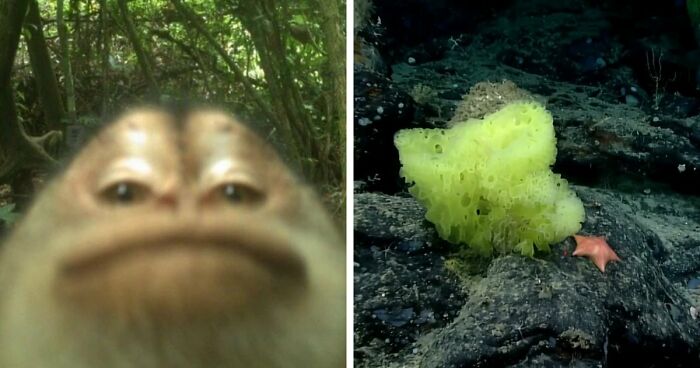 83 Photos Of Cute Animals To Instantly Melt Your Day’s Stress And Anxiety