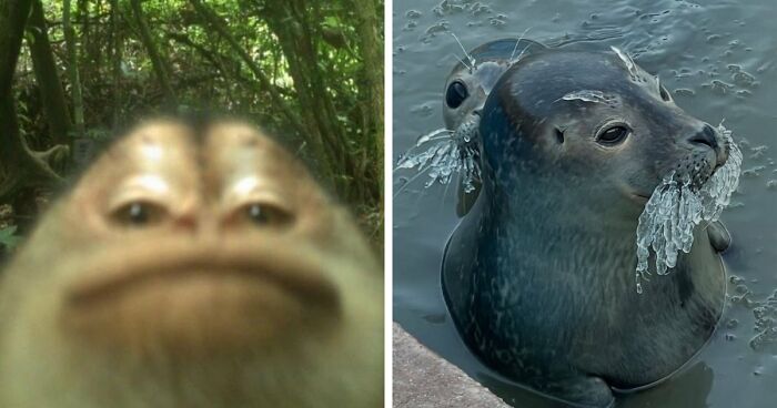 83 Photos Of Cute Animals To Instantly Melt Your Day’s Stress And Anxiety