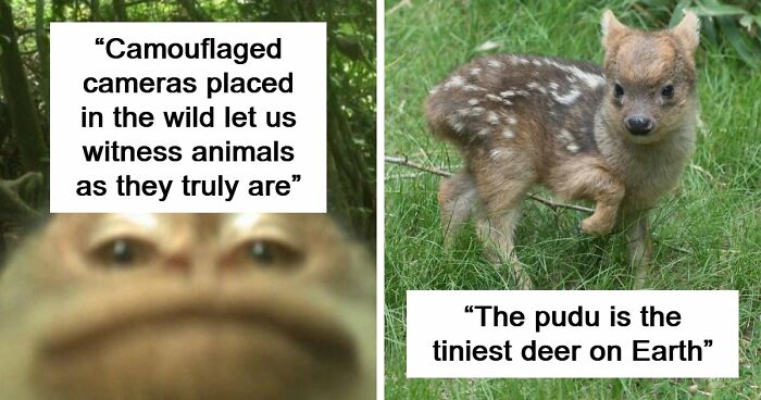 83 Photos Of Cute Animals To Instantly Melt Your Day’s Stress And Anxiety