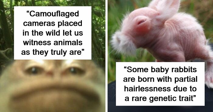 83 Photos Of Cute Animals To Instantly Melt Your Day’s Stress And Anxiety