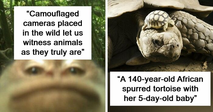 83 Photos Of Cute Animals To Instantly Melt Your Day’s Stress And Anxiety