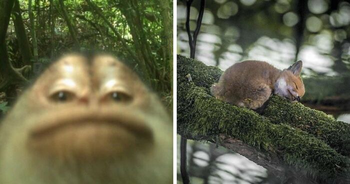 83 Photos Of Cute Animals To Instantly Melt Your Day’s Stress And Anxiety