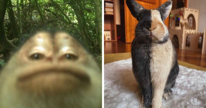 83 Photos Of Cute Animals To Instantly Melt Your Day’s Stress And Anxiety