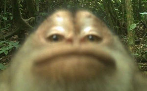 83 Photos Of Cute Animals To Instantly Melt Your Day’s Stress And Anxiety