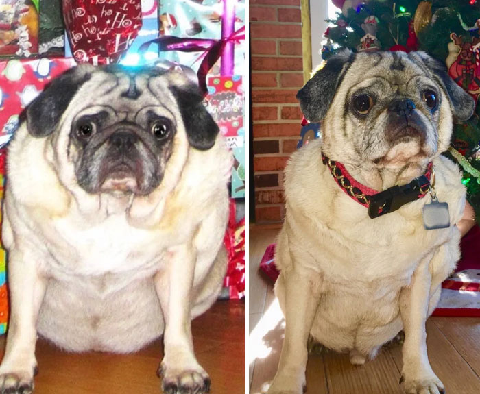 Before and after pics of a pug showing a noticeable transformation in appearance near a decorated Christmas tree.
