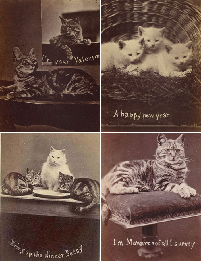 Victorian era cats in vintage photos with captions, showcasing unique and charming moments from the different time period.