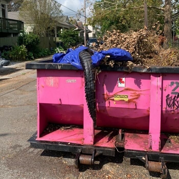 Large alligator tail sticking out of a pink dumpster covered with a blue tarp, a weird street street finding.
