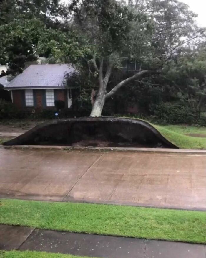 Tree growing through a large sinkhole in the street in front of a house, showing a weird street discovery.