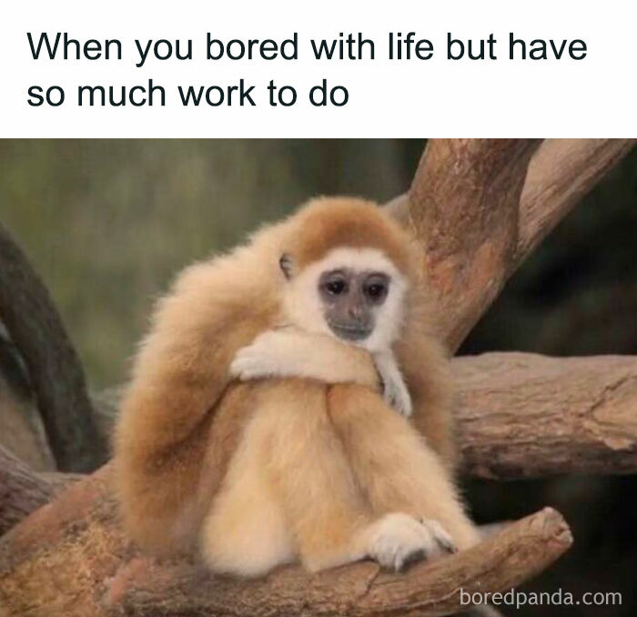 A small monkey hugging itself on a tree branch, expressing feelings relatable to introvert memes about life and work.