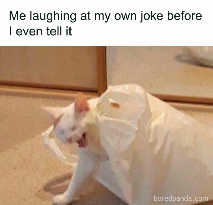 Cat laughing inside a plastic bag, representing relatable memes about life as an introvert and self-amusement.