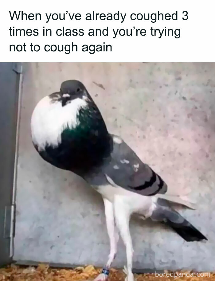 Pigeon with puffed-up chest looking tense, illustrating relatable memes about life as an introvert and social anxiety.