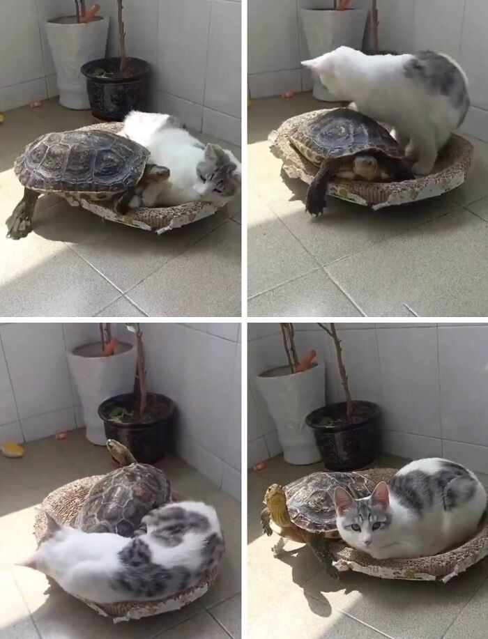 Cat and turtle sharing a cozy spot together in a funny and adorable animal moment caught on camera.