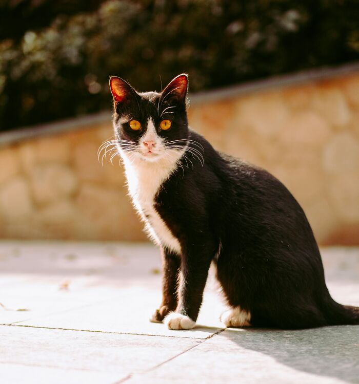 Black and white cat sitting outdoors with bright eyes, illustrating funny names pets didn’t ask for concept.