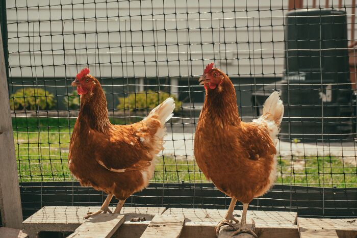 Two brown chickens standing on wooden pallets in a fenced outdoor area, funny pet names inspiring amusement.