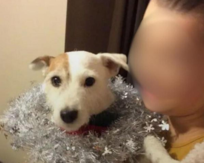 Woman, 64, Leaves Husband With Life-Threatening Injuries After He Reveals He Put Down Their Dogs