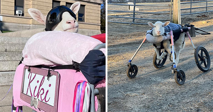 Sanctuary Rescues Disabled Lamb, Then Engineers A Way For Her To Move On Her Own (28 Pics)