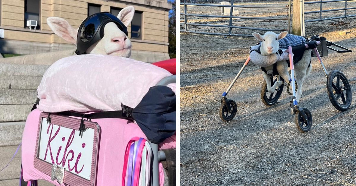 Sanctuary Rescues Disabled Lamb, Then Engineers A Way For Her To Move On Her Own (28 Pics)
