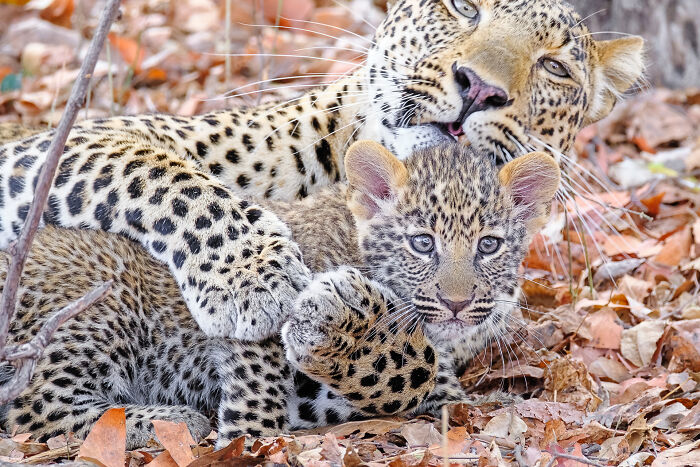 Leopard mother and cub resting among dry leaves in the wild, showcasing wildlife in natural habitat.