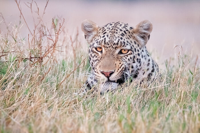 Leopard resting in tall grass in the wild, captured during wildlife photography featuring elephants in their natural habitat.