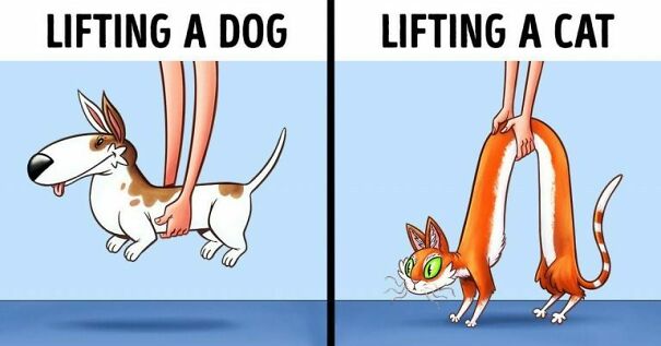 lifting-dog-vs-lifting-cat-696813e38488b-jpeg.jpg