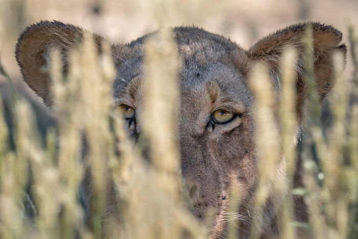Close-up of a lioness partially hidden behind tall grass in the wild, showcasing natural wildlife behavior and habitat.