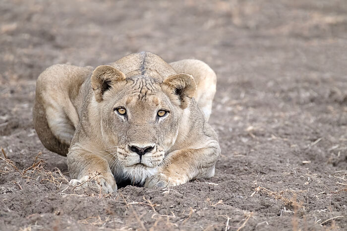 Lioness lying on dry ground in the wild, captured in a natural habitat among wildlife and elephant surroundings.