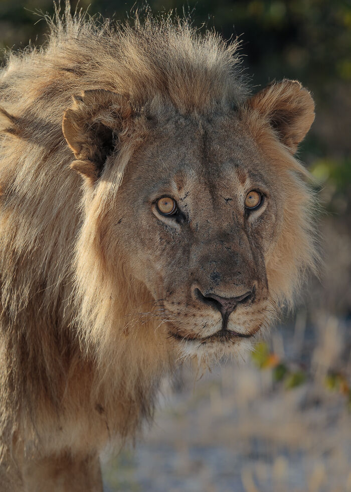 Close-up of a wild lion in natural habitat, showcasing wildlife photography and real photos from the wild.