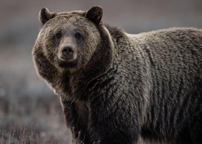 Close-up of a large grizzly bear in a natural habitat, illustrating one of the ironic ways people passed away involving wild animals.