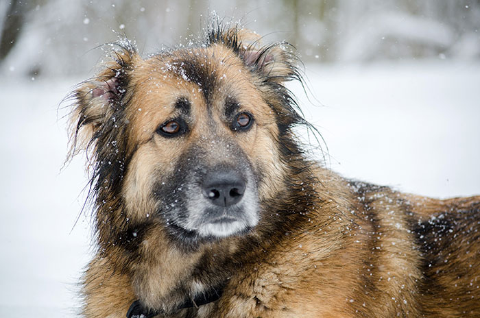 A close-up of a dog in the snow with a pensive expression, conveying a strong feeling to leave the situation.