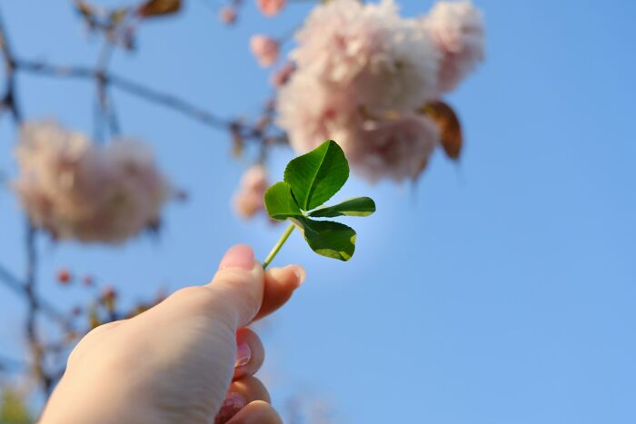 Hand holding a four-leaf clover against a blue sky with blurred flowers, symbolizing surprising intelligence moments.