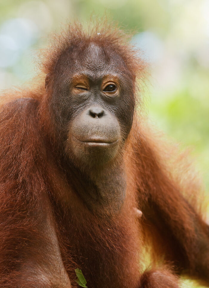 Orangutan winking with reddish fur in a natural setting, showcasing wildlife photography from the wild.