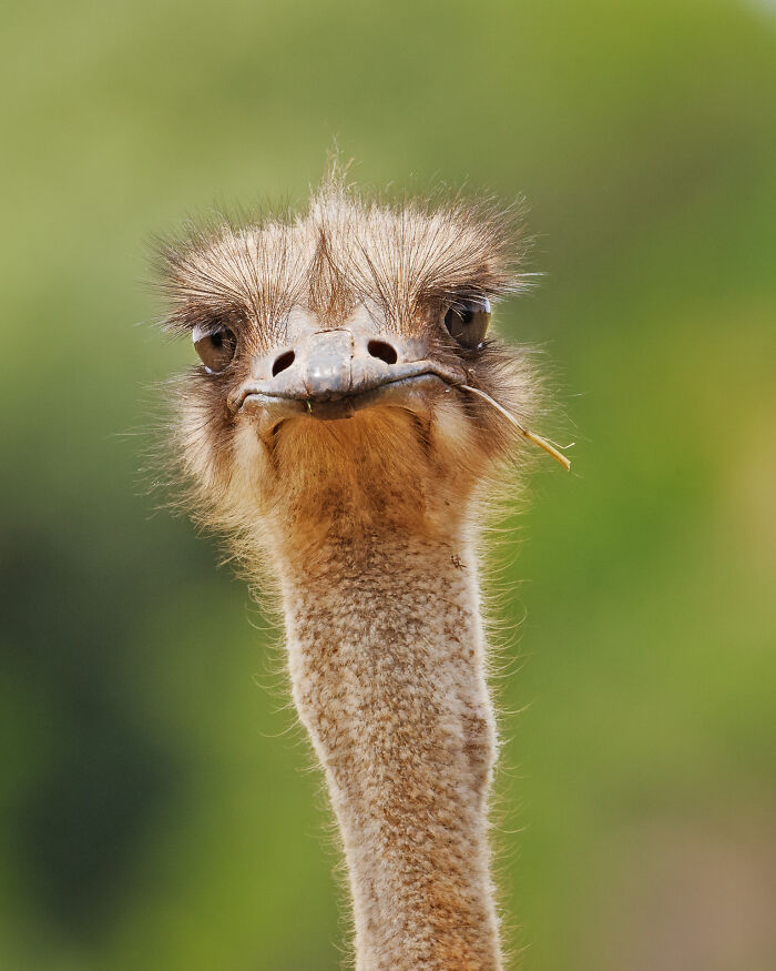 Close-up of an ostrich with detailed feathers and a piece of grass in its beak, taken in a natural wild setting.