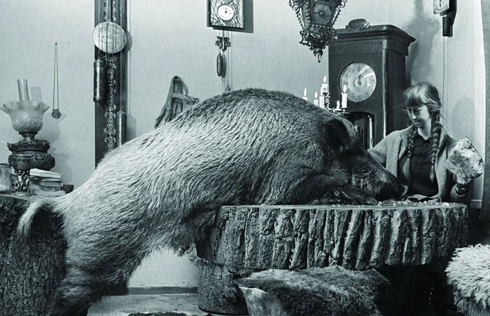 A black and white photo of a woman sitting at a rustic table with a large wild boar in a home setting, evoking strong country memories.