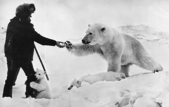Person feeding a polar bear while a cub clings to their leg in a snowy environment, showcasing wildlife from their country.