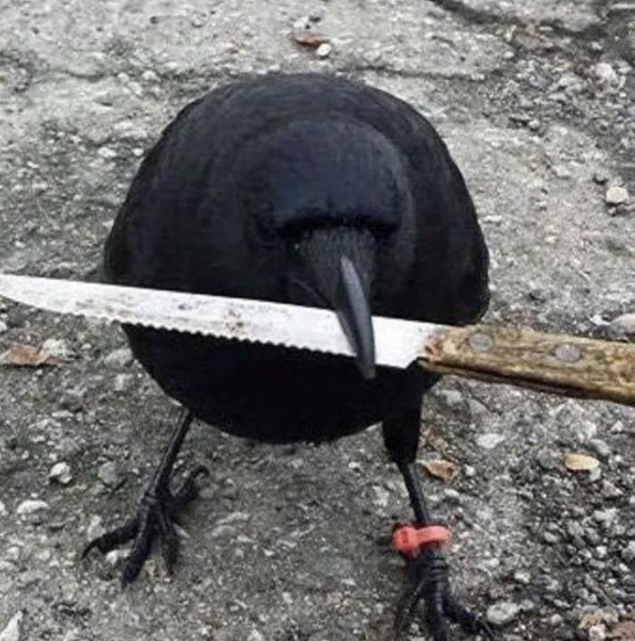 Black crow holding a serrated knife in its beak, standing on rough ground, shared in a countries photo that hits hard.