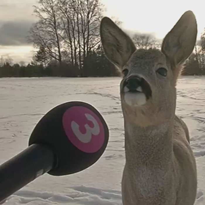 A deer being interviewed outdoors in winter snow, capturing a moment that hits hard from their country.
