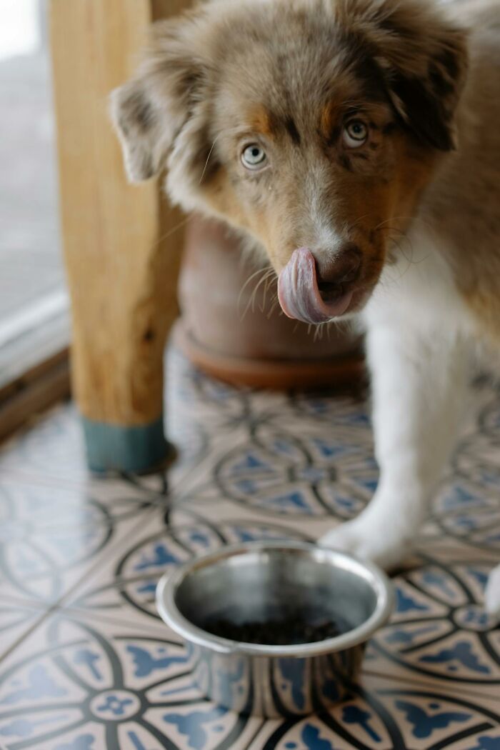 Brown puppy licking its nose by a food bowl, creepiest displays of intelligence