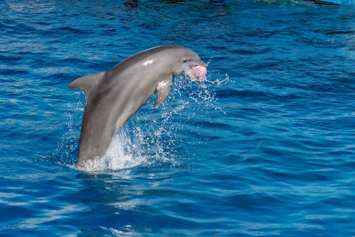 Dolphin leaping from blue water with a pink ball in its mouth, illustrating creepiest displays of intelligence