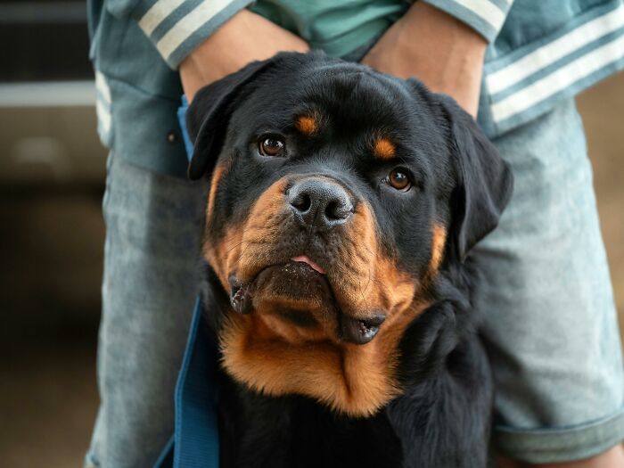 Rottweiler dog with curious expression sitting between legs of person wearing striped shirt and shorts.