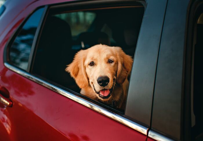 Golden retriever looking out red car window, smiling pet, hospital workers